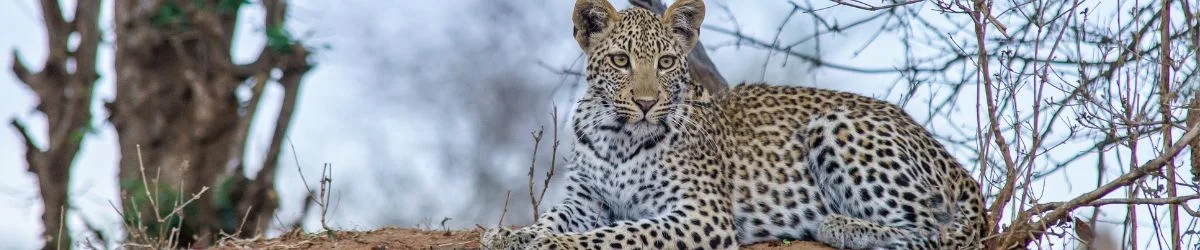 One Day Udaipur to Jawai Tour